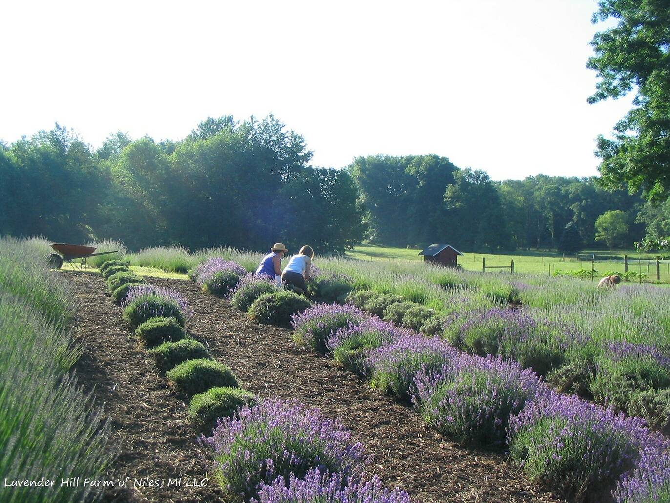 The 8 Best Lavender Farms Near Chicago Flower Fields Near Chicago