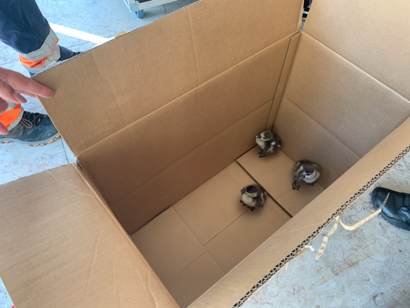 Patos em Lisboa