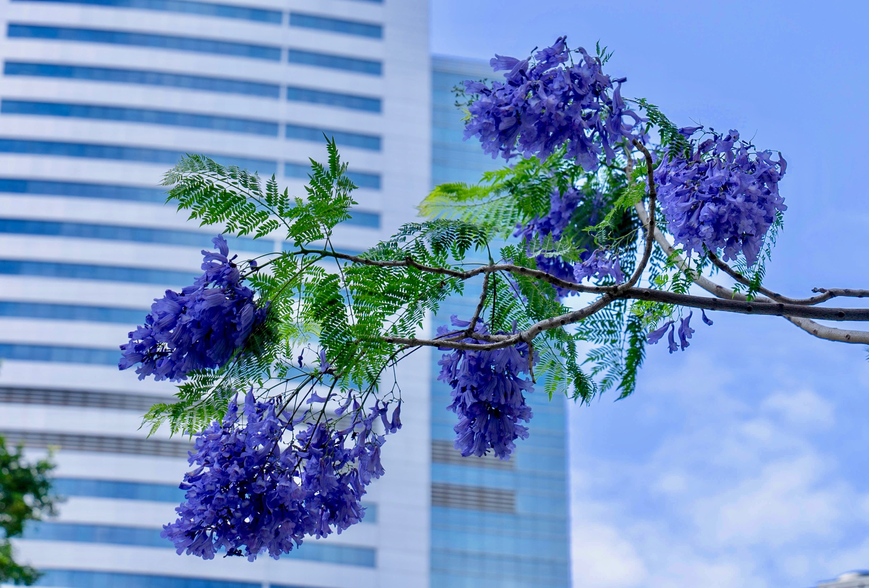 SRPING BLOOM HK