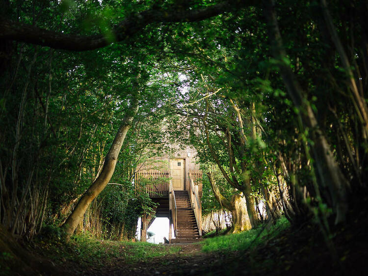 Drovers’ Bough, Herefordshire