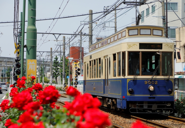 車窓からバラの景色が楽しめる東京さくらトラム(都電荒川線)