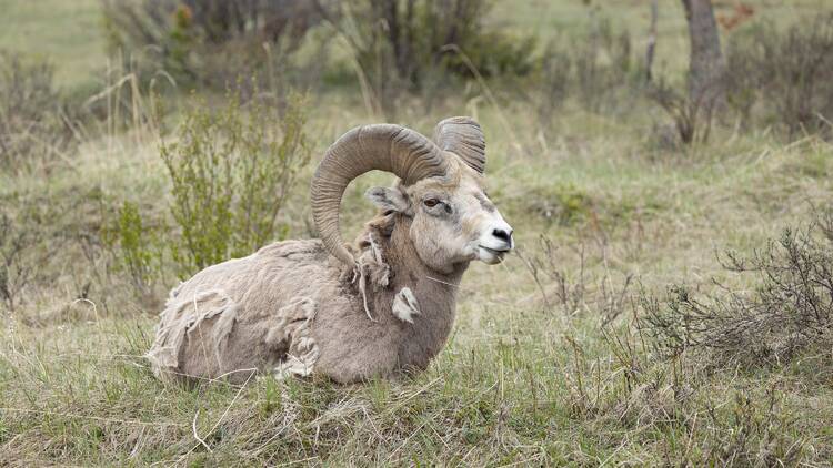 Sierra Nevada Bighorn Sheep