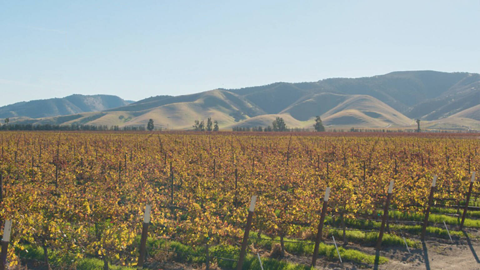 10 Secret US Wine Regions for Under-the-Radar Varietals