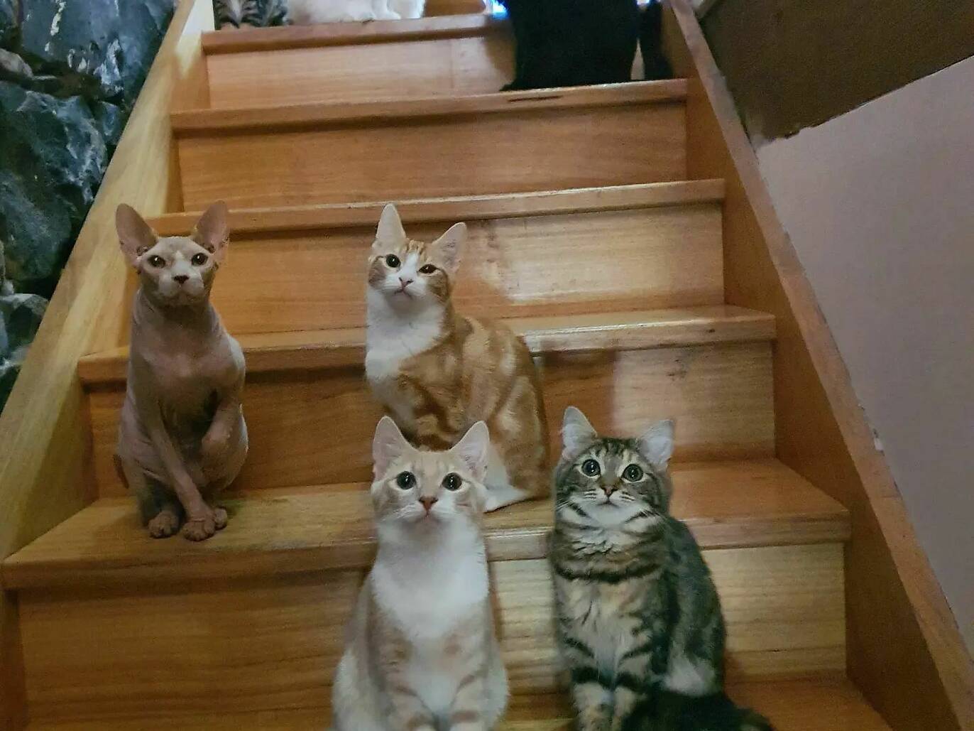 The best cat cafés and lounges in Melbourne