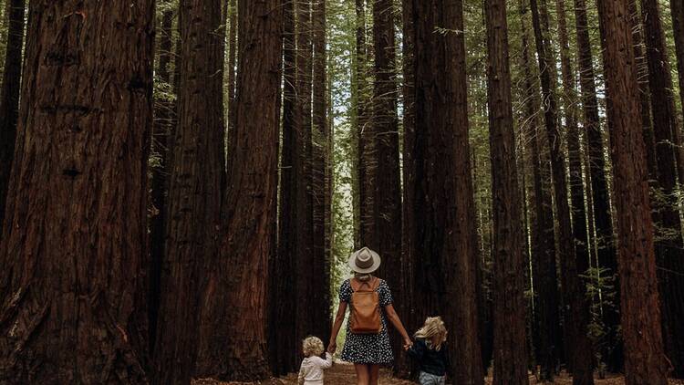 A woman and two children walk hand-in-hand through a redwood forest.