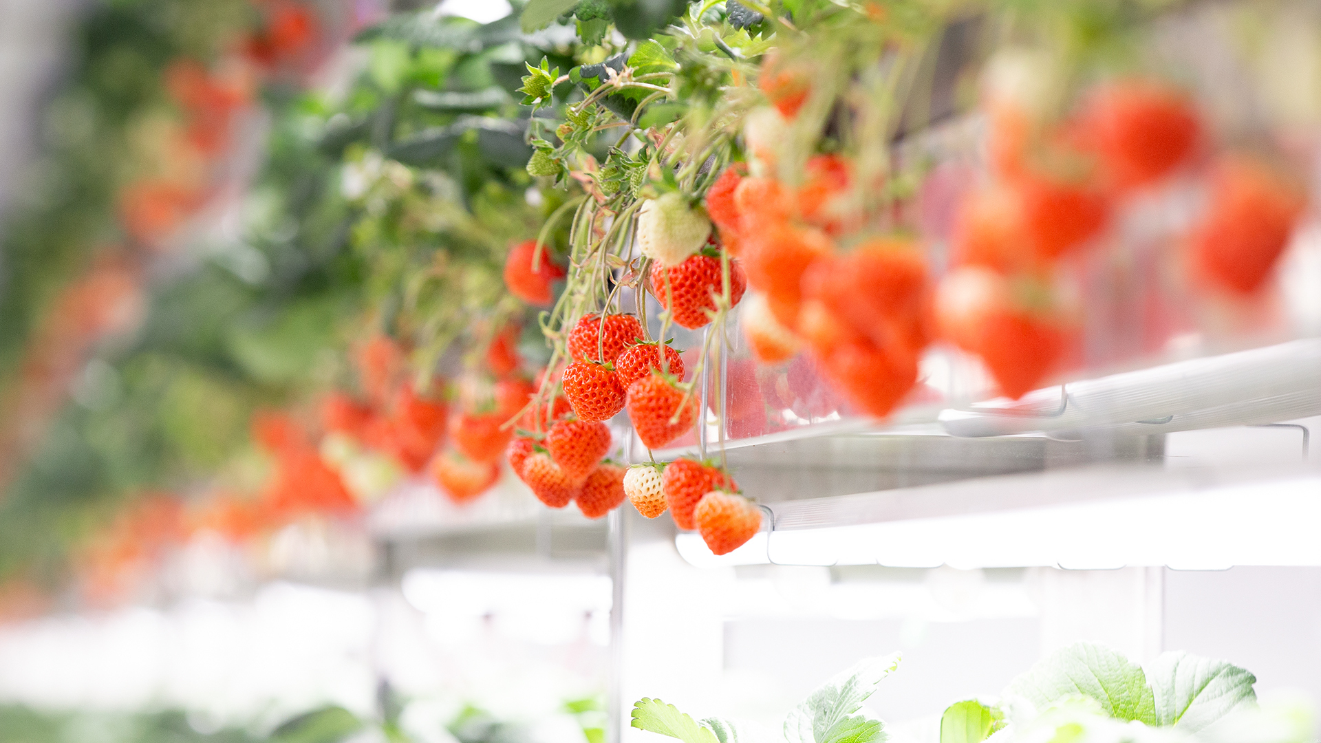 How Oishii's vertical farms grow strawberries that sell for $20 a box