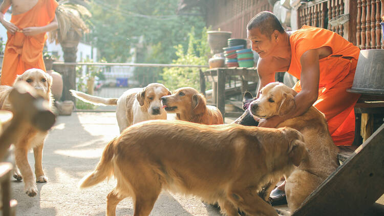 Visit a Buddhist temple with golden retrievers frolicking around