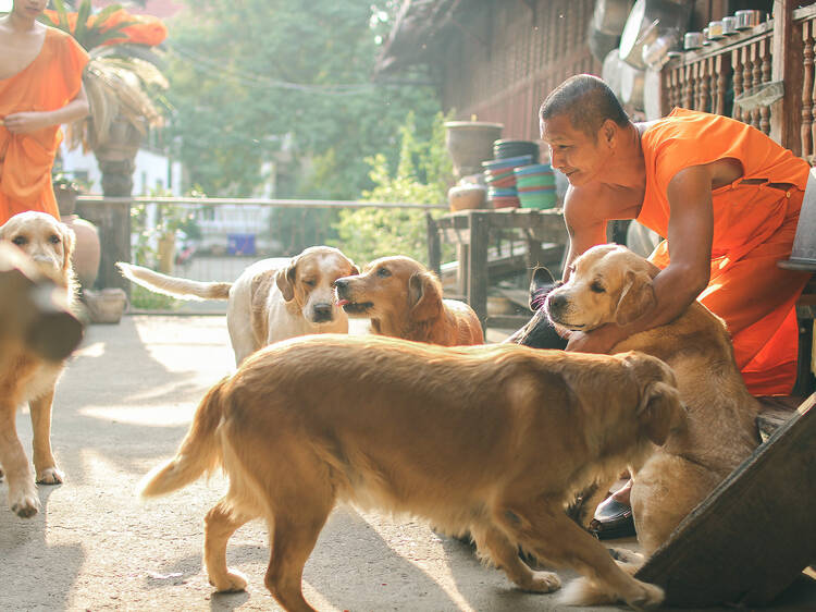 Visit a Buddhist temple with golden retrievers frolicking around