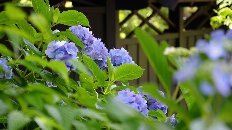Tokei-ji Temple hydrangeas