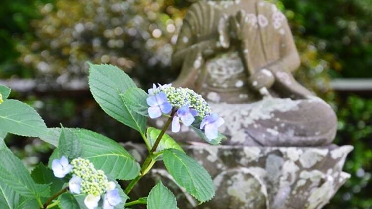 Tokei-ji Temple hydrangeas