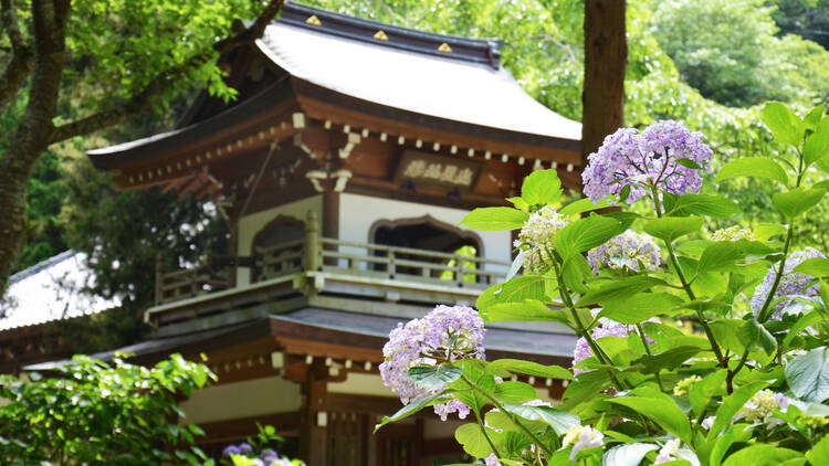 Jochi-ji Temple hydrangeas