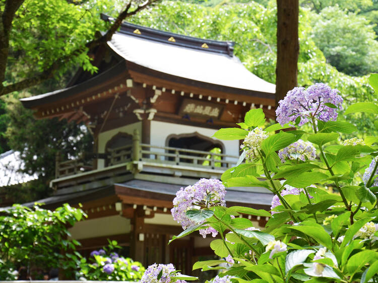 3 best temples in Kamakura to see hydrangeas this summer