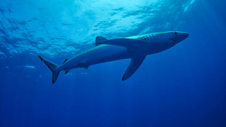 Blue shark