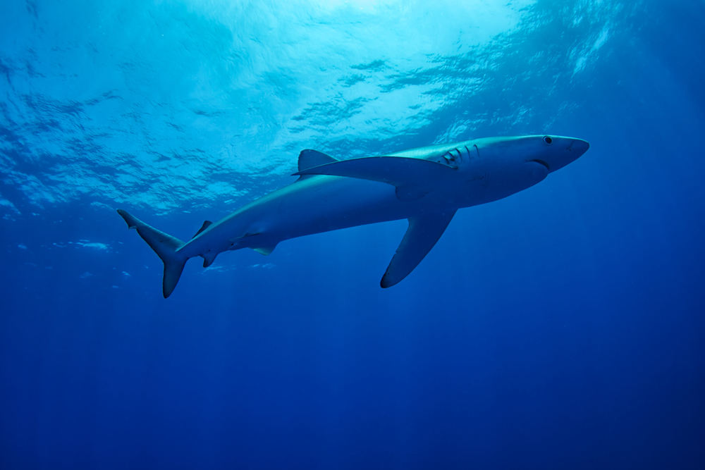 Are There Sharks in the Mediterranean Sea? - American Oceans