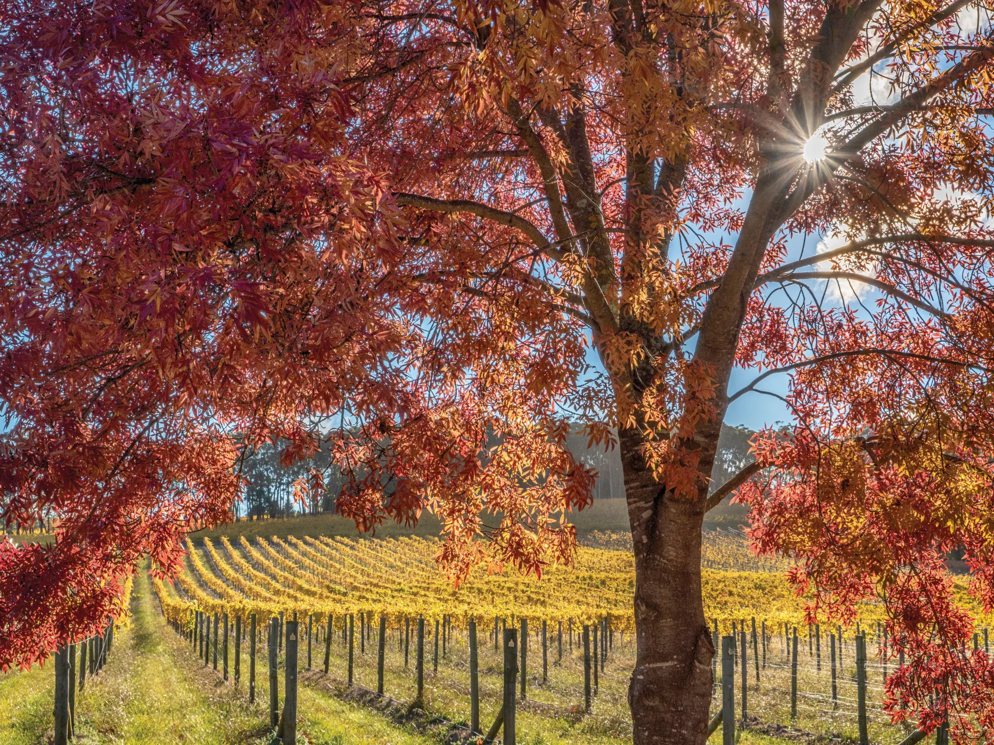 An autumn tree is lit up bu the sun on a vineyard in Bowral NSW