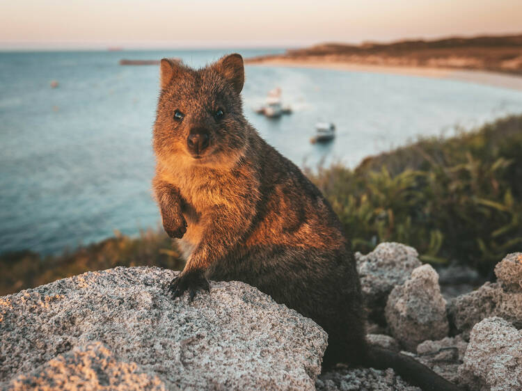 Rottnest Island (Wadjemup)