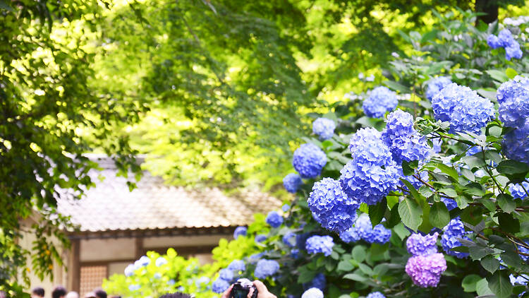 Meigetsu-in Temple hydrangeas