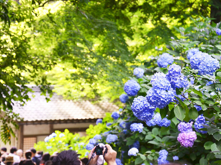 Meigetsu-in Temple hydrangeas Meigetsu-in Temple hydrangeas