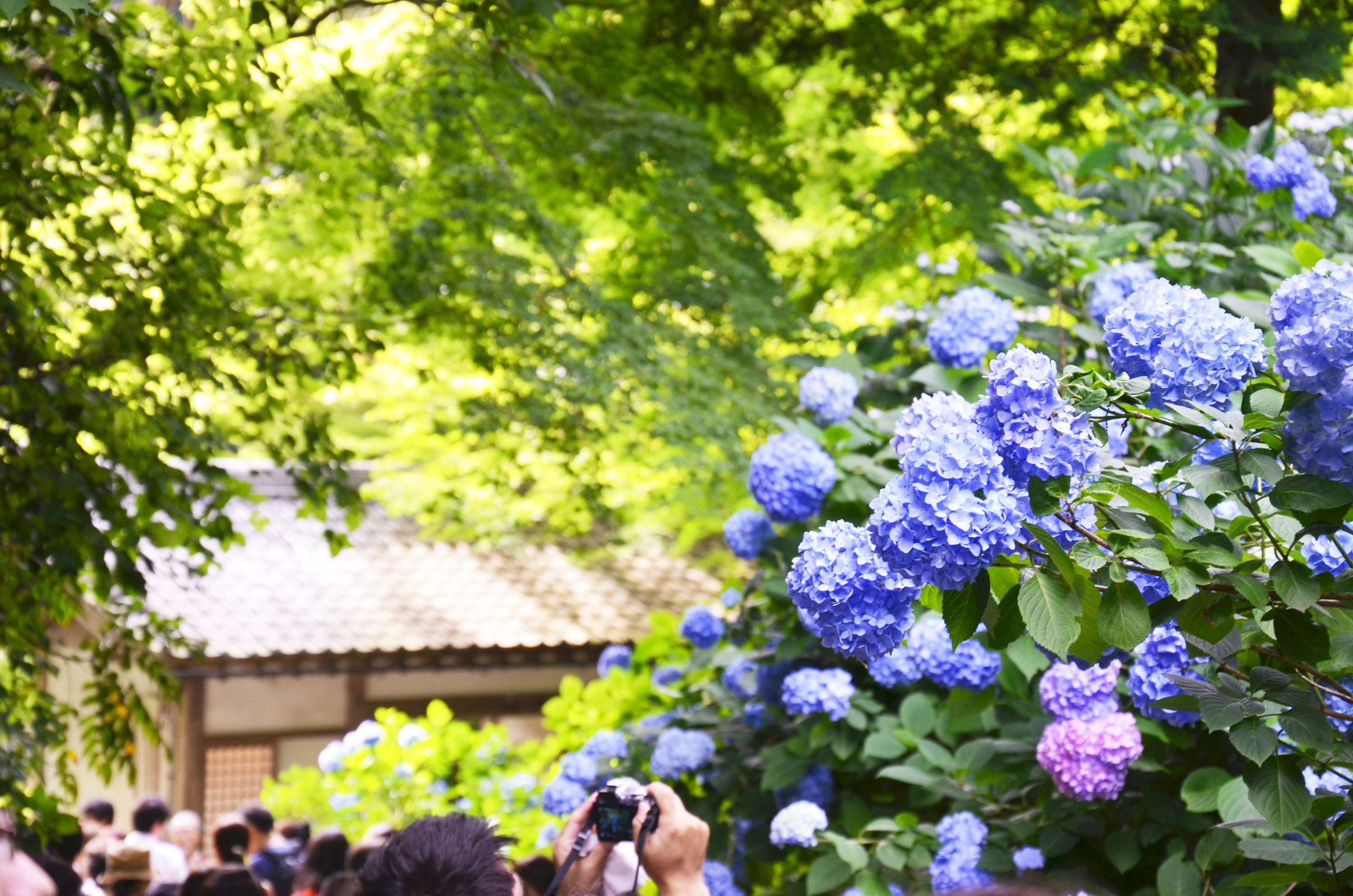 Meigetsu-in Temple hydrangeas