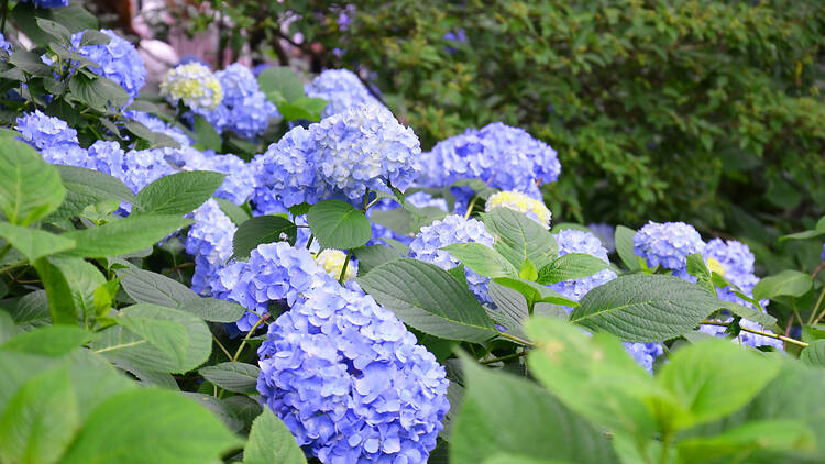 Meigetsu-in Temple hydrangeas