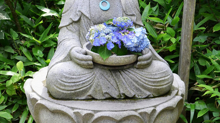 Meigetsu-in Temple hydrangeas