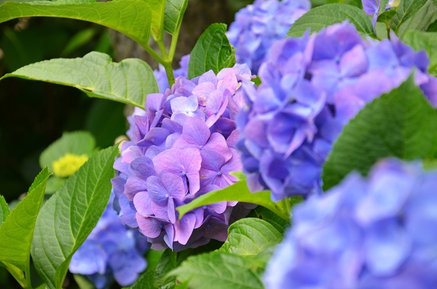 Best temples in Kamakura to see hydrangeas