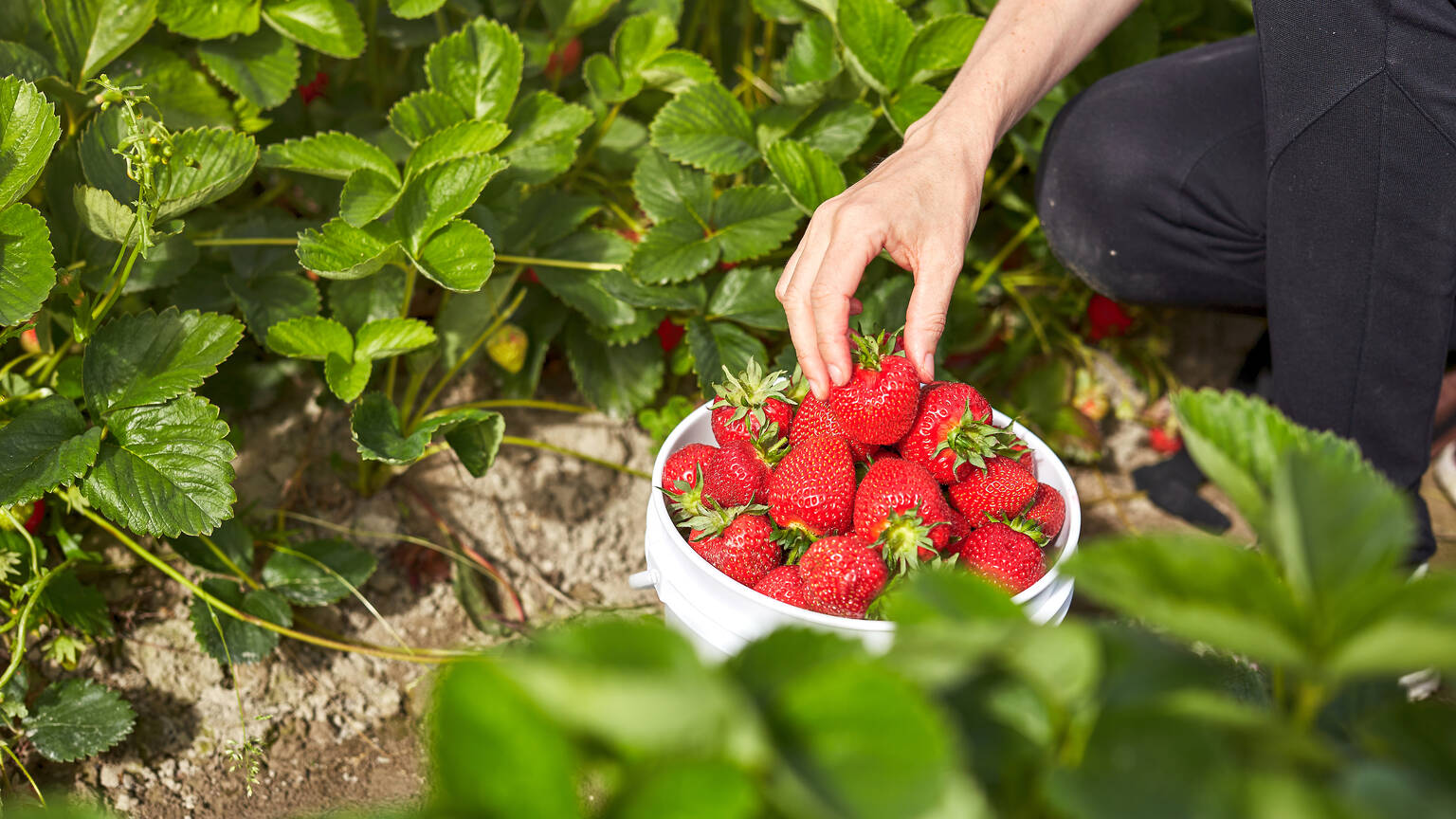 Best Berry Picking at Farms Near Chicago For Strawberries, Cherries & More