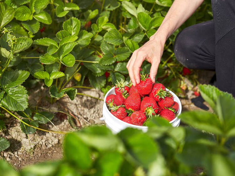 The best places for berry picking near Chicago