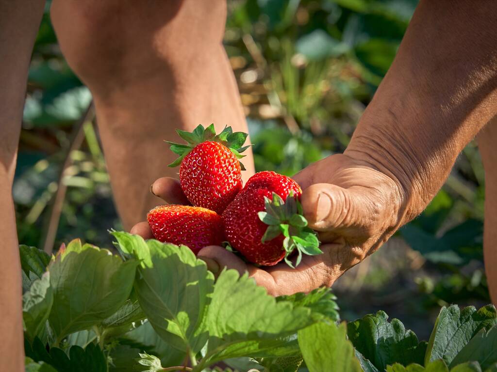 Best Berry Picking at Farms Near Chicago For Strawberries, Cherries & More