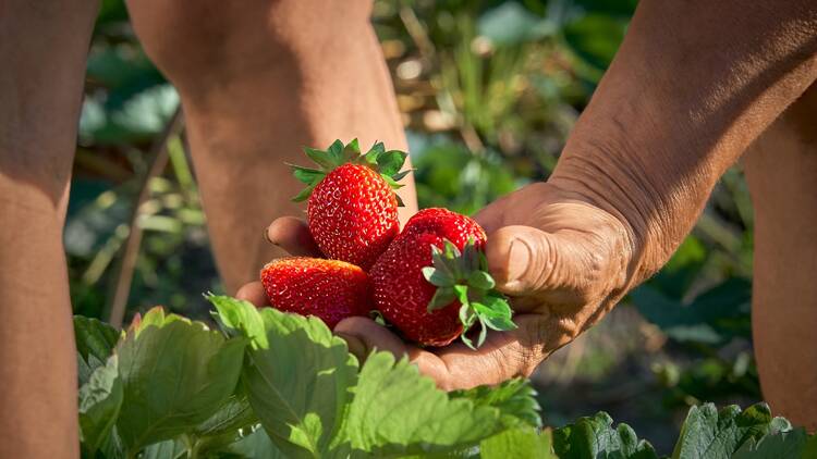 strawberry picking