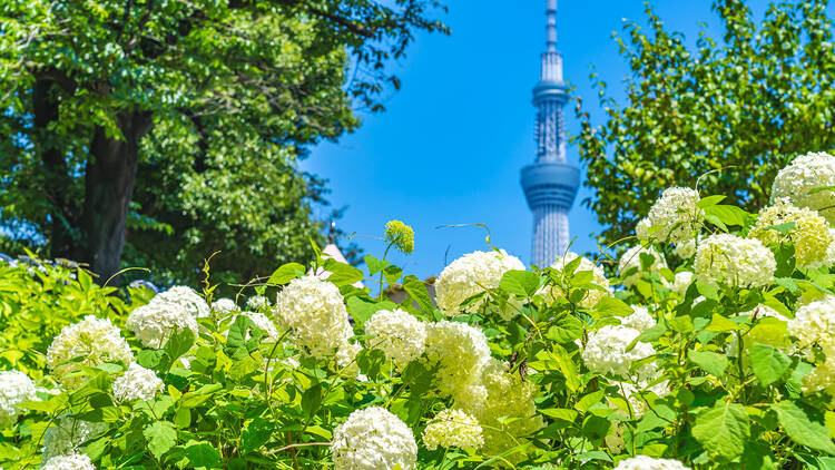 Sumida Park hydrangeas