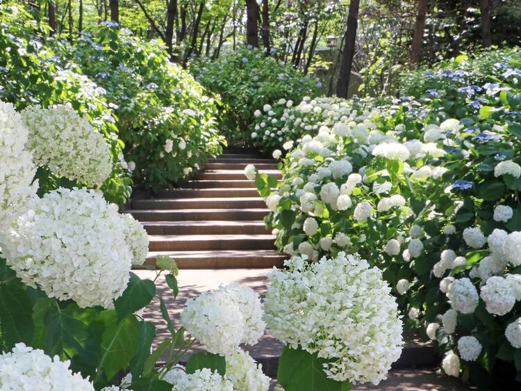 Hakkeijima Hydrangea Festival