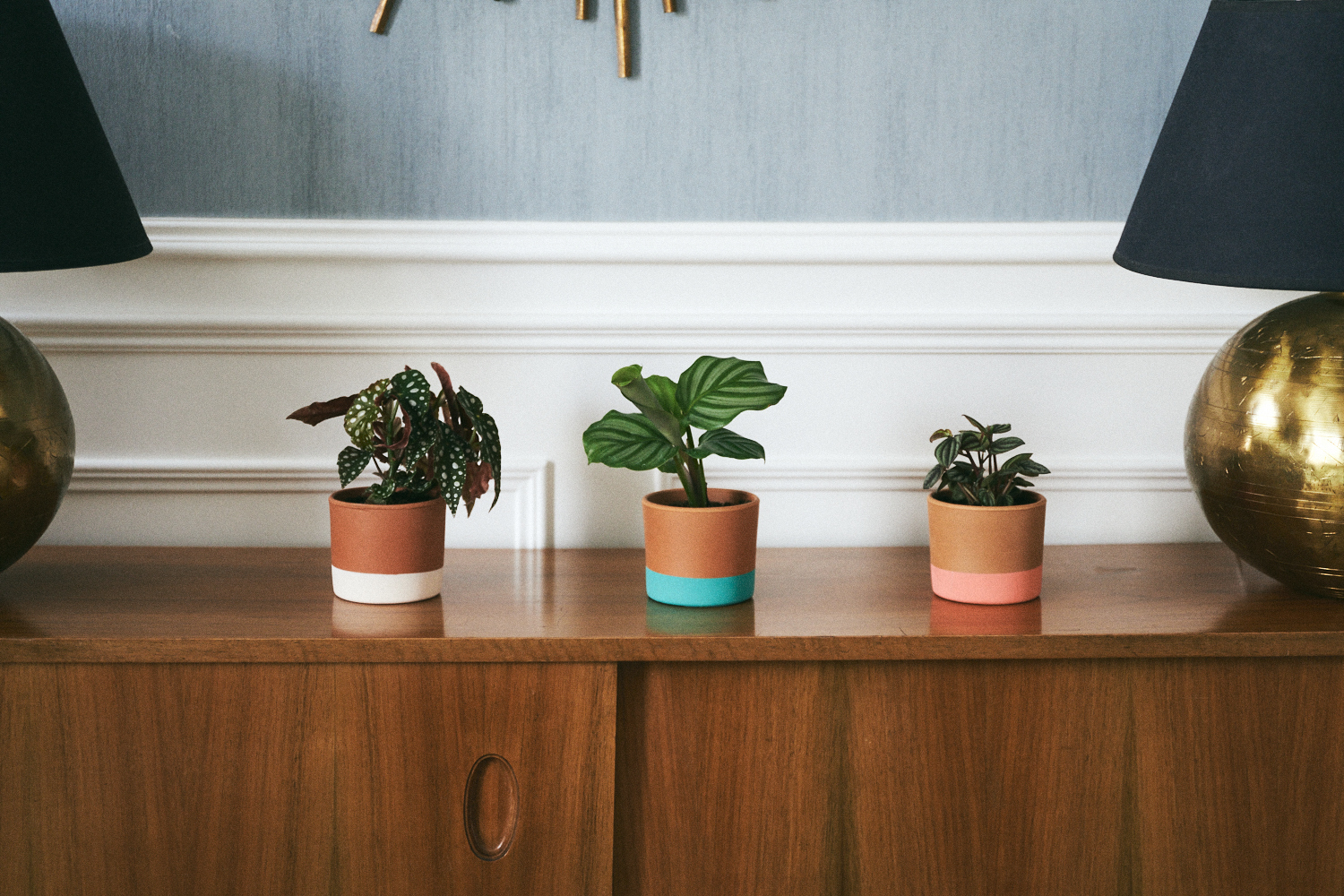 Primer market de plantas bebé en Madrid