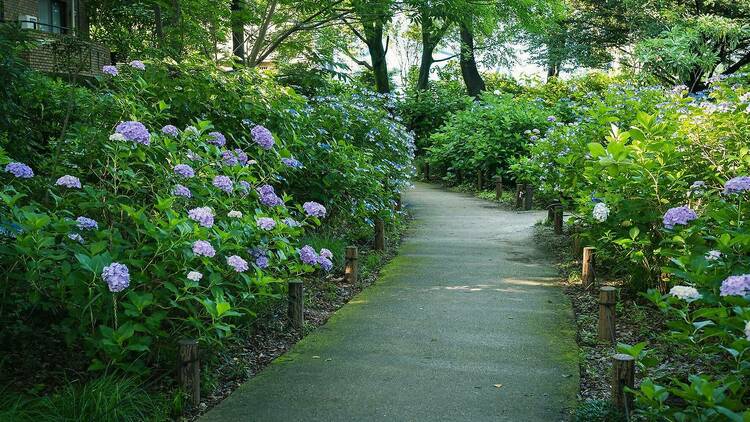 Hydrangea Park, Kodaira