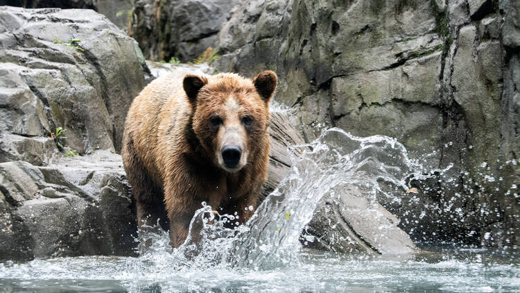 Grizzly bear at the Central Park Zoo