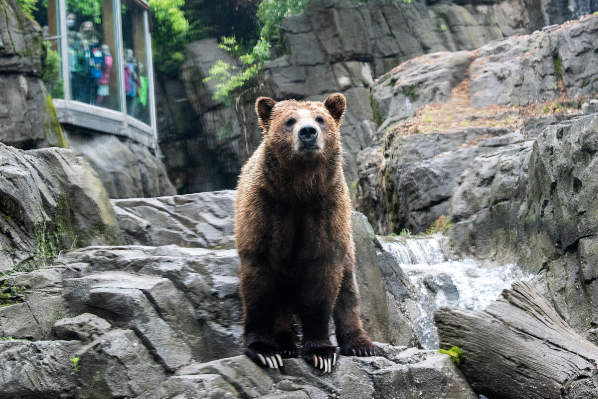 Grizzly bears at the Central Park Zoo