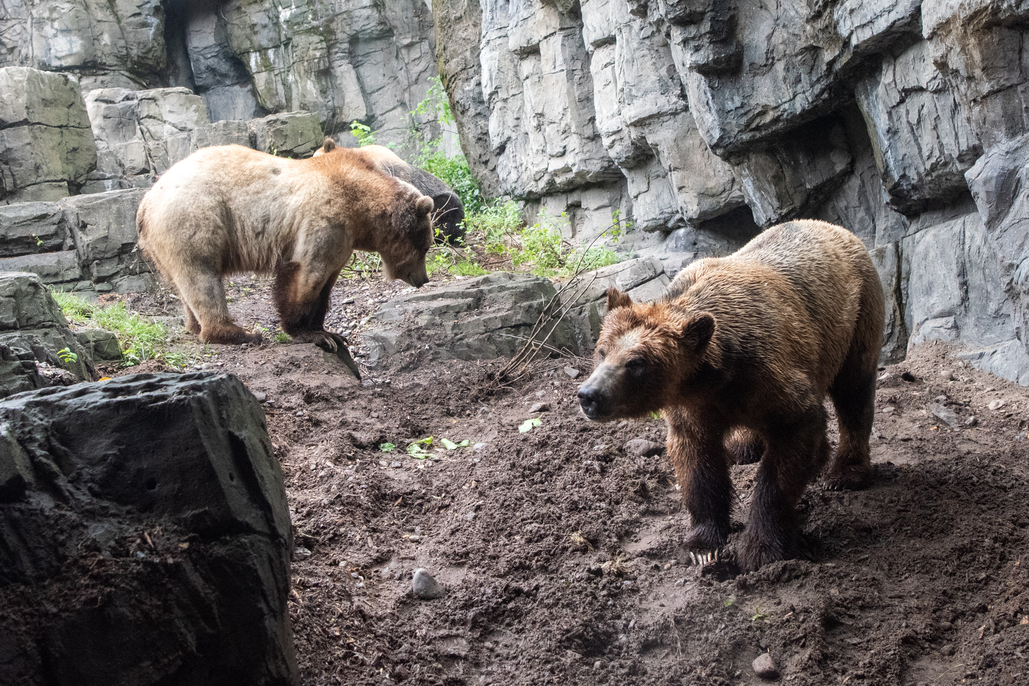 Grizzly bears at the Central Park Zoo