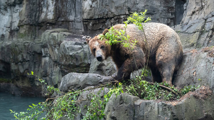 Bronx Zoo