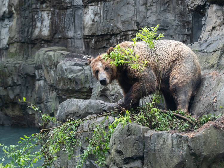 Bronx Zoo