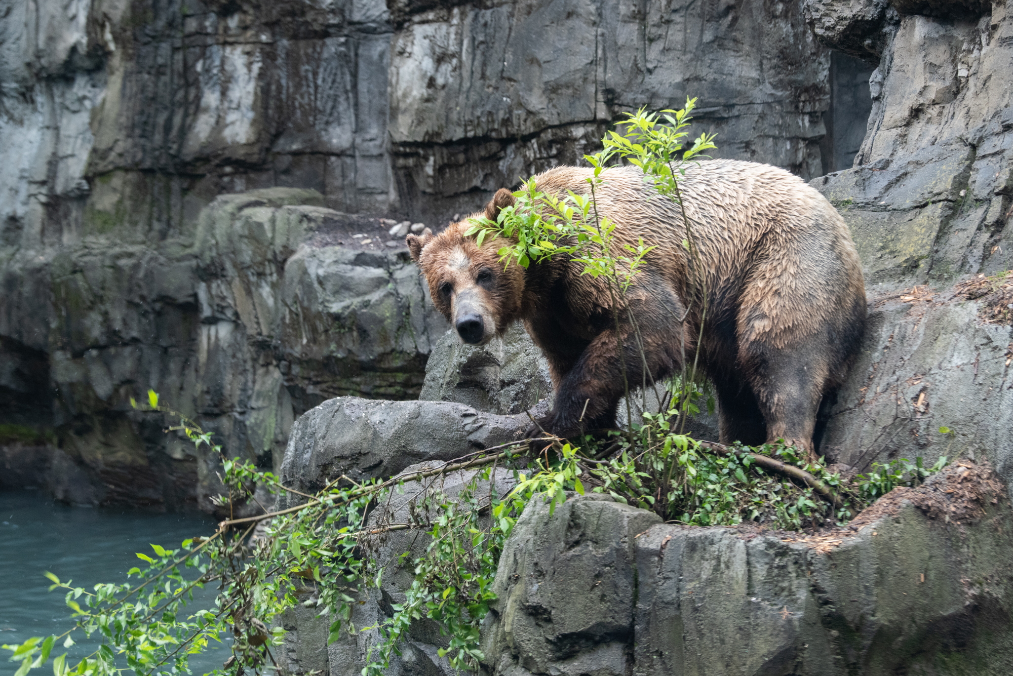 Grizzly Bears at the Central Park Zoo