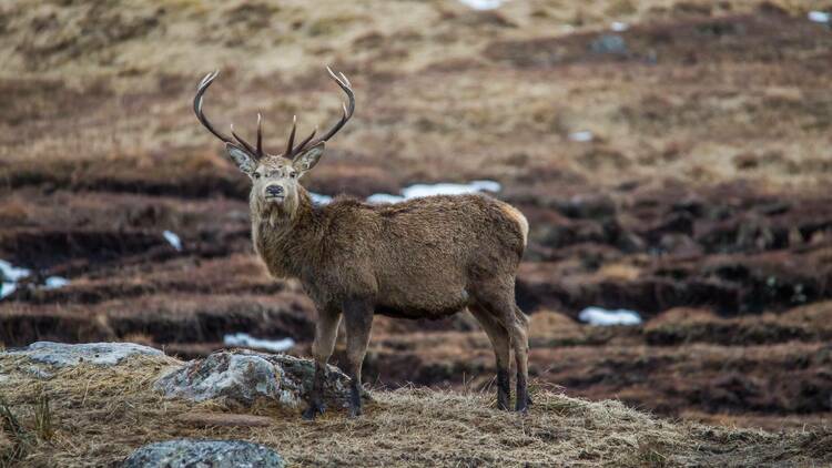 Cairngorms National Park