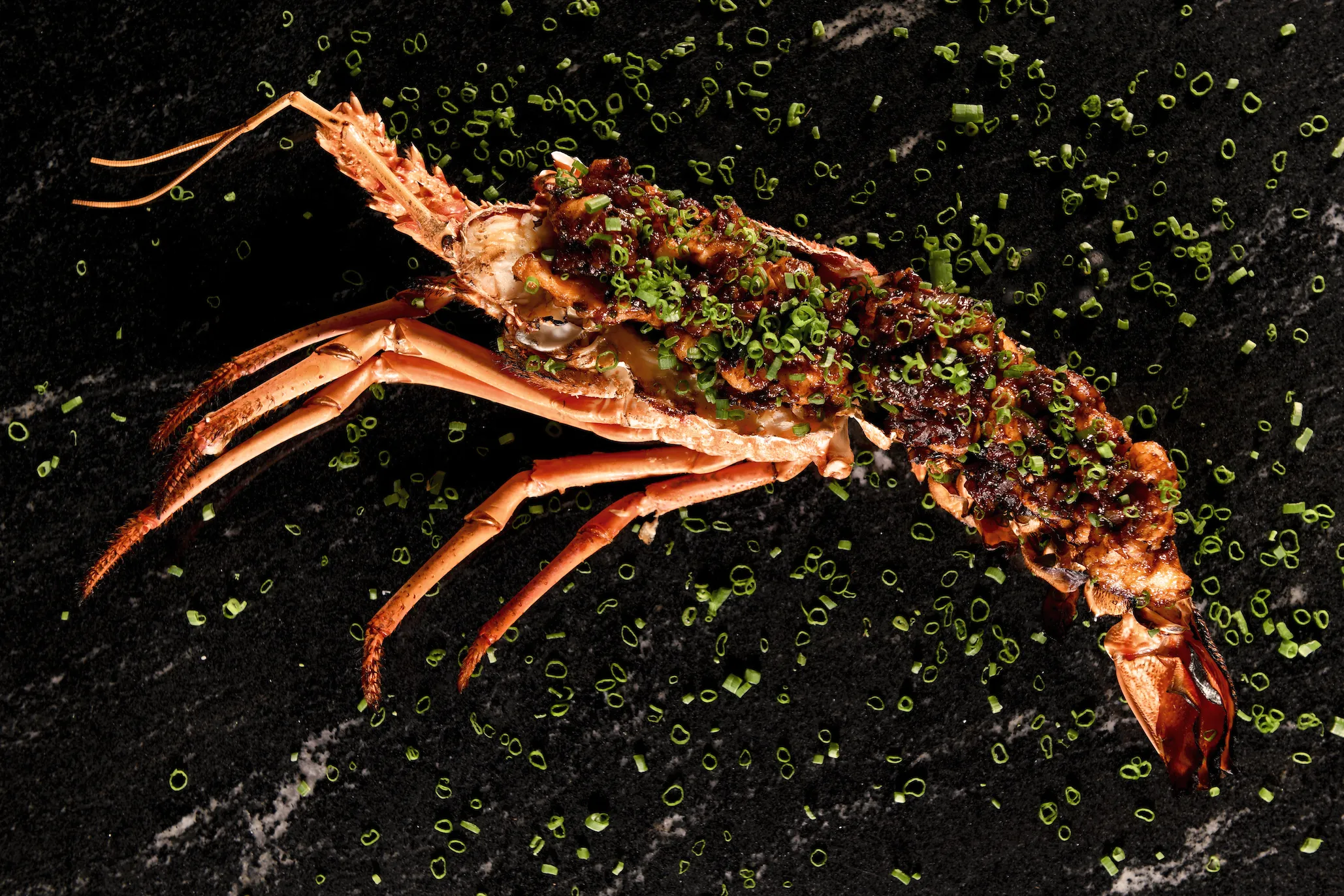 Australian Rock Lobster