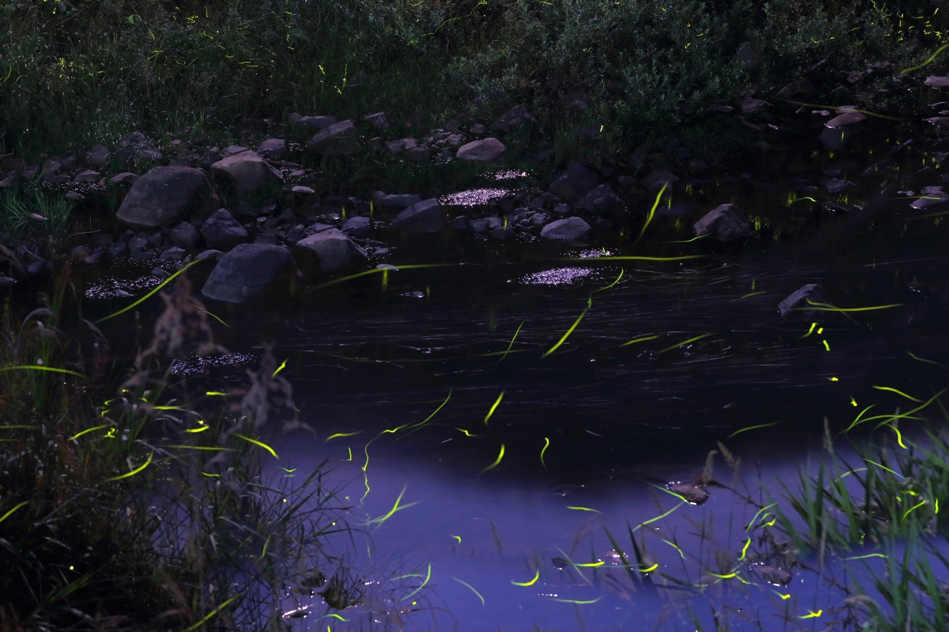 Fireflies