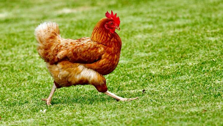 Chicken on the loose