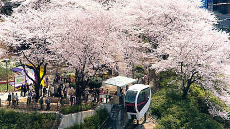 飛鳥山公園