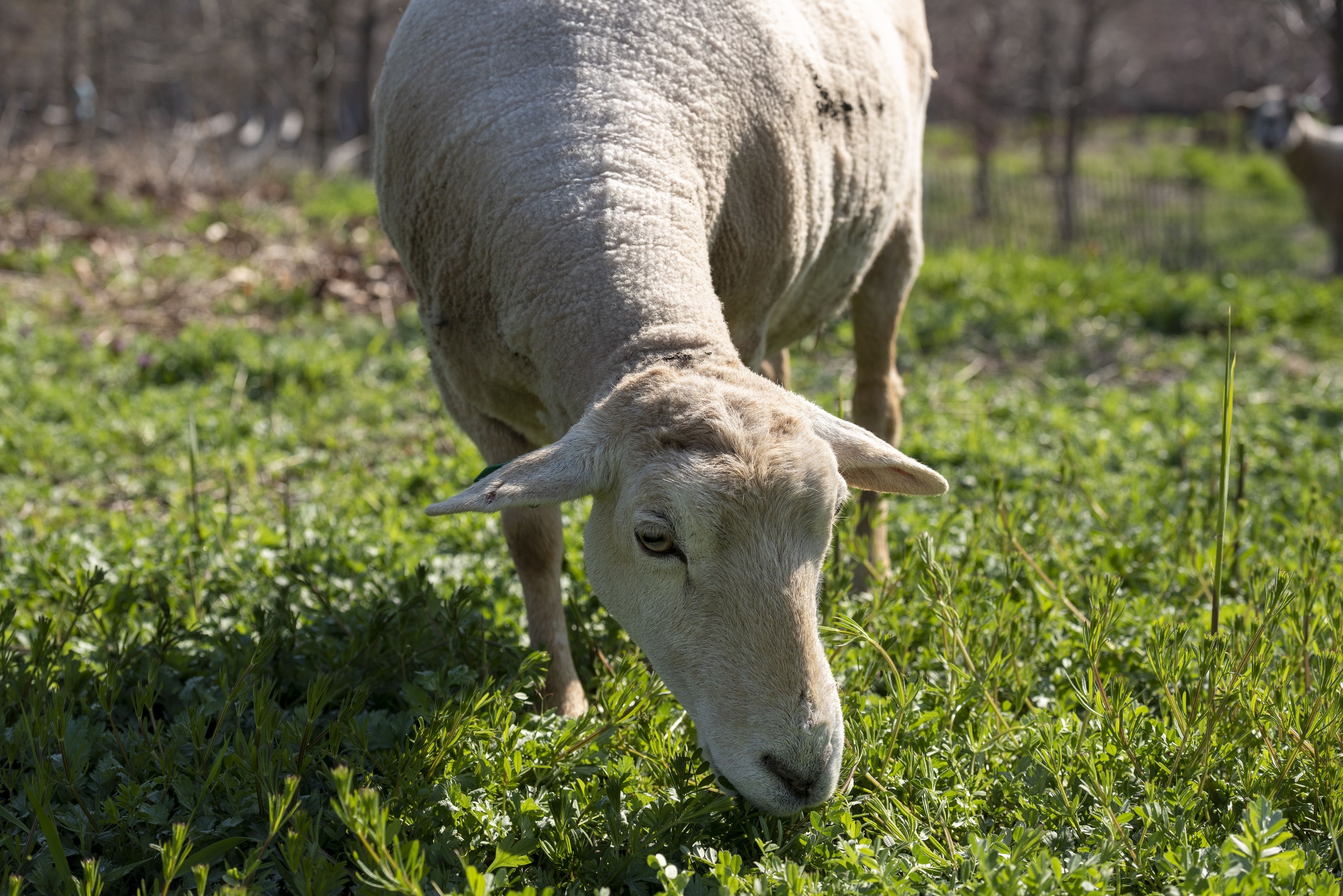 Sheeps on Governors Island