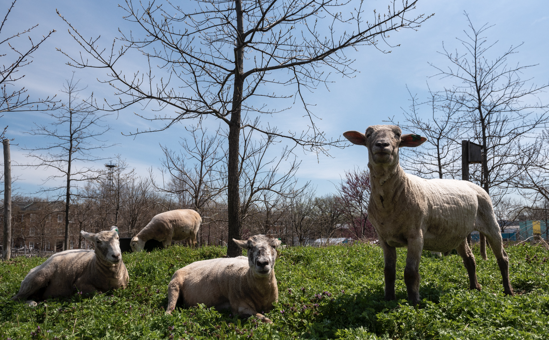 Sheeps on Governors Island