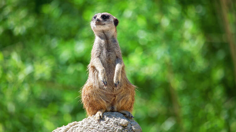 Meet meerkats at Hanwell Zoo