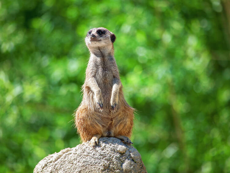 Meet meerkats at Hanwell Zoo