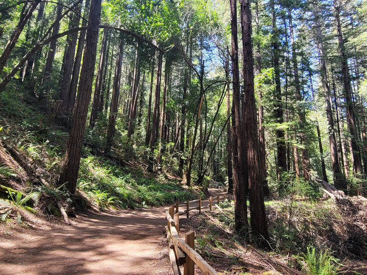 Reinhardt Redwood Regional Park